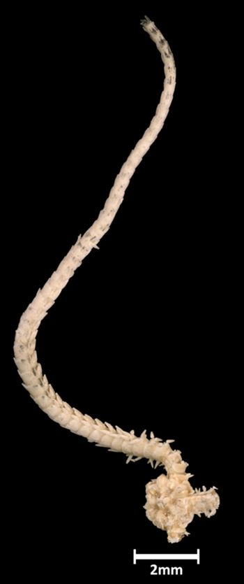 Media type: image;   Invertebrate Zoology OPH-1492 Aspect: leg-body